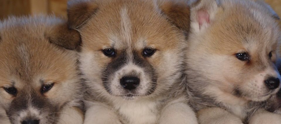 Polizza animali domestici