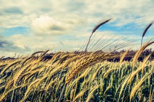 Calo polizze agricole perché