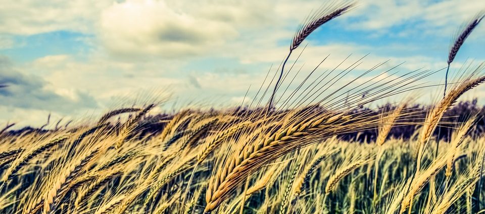 Calo polizze agricole perché