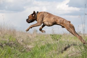 Polizza smarrimento animali