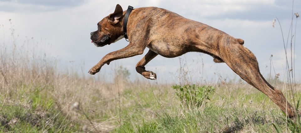 Polizza smarrimento animali