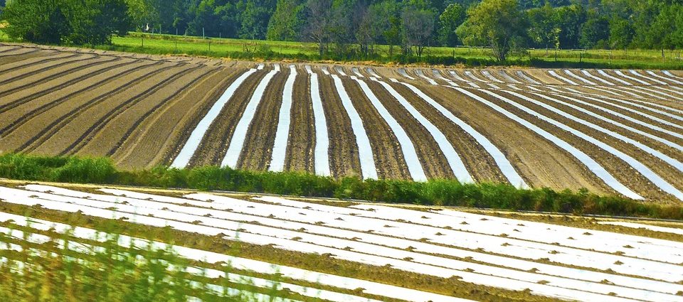 Polizza tutela agricola