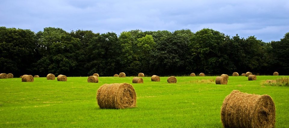 Polizze agricole cosa sono