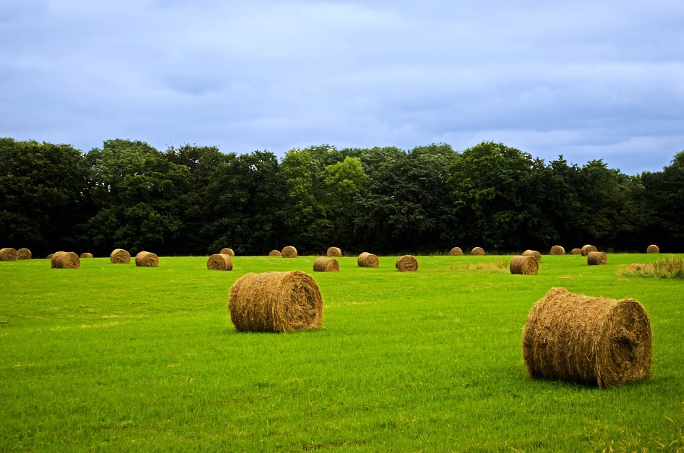 Polizze agricole cosa sono