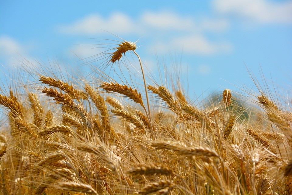 Valorizzazione ambiente agricolo